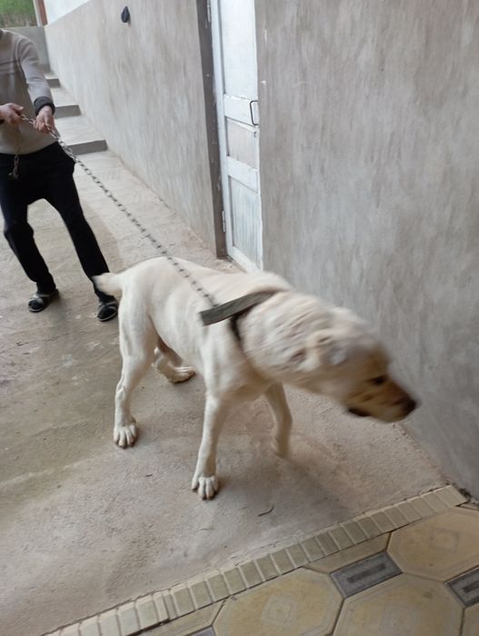 Alabay sotiladi 1 yosh sogʻlom