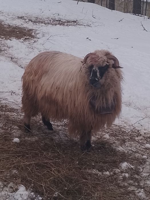 De vânzare 3 oi a făra