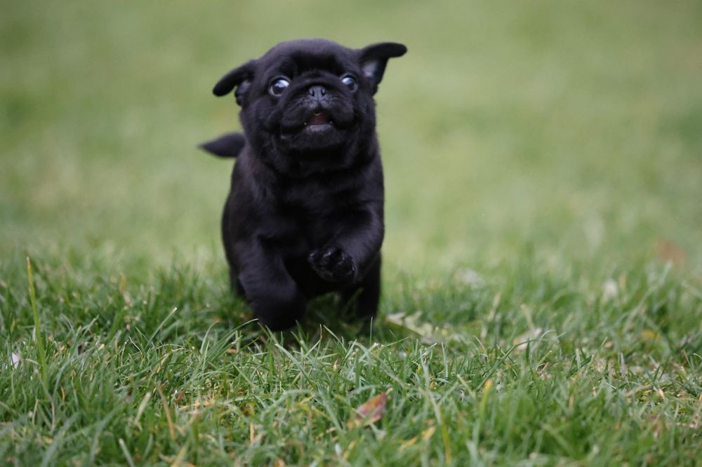 Mops Pug Negru Canisa autorizata Dogisland K9