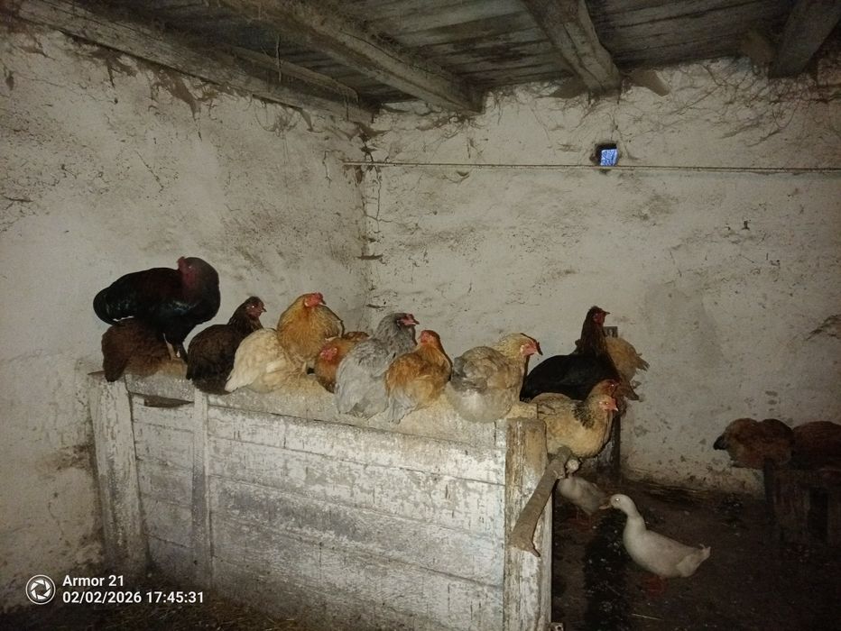 Disponibile oua incubat