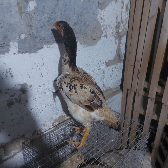 Шамо курочка 1год