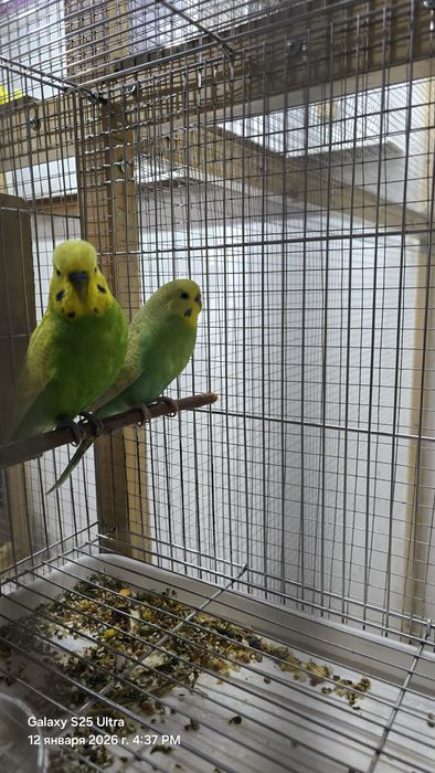 Продаётся радужный попугай