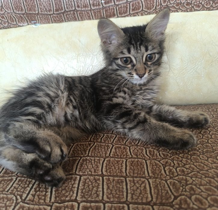 Котёнок, бесплатно