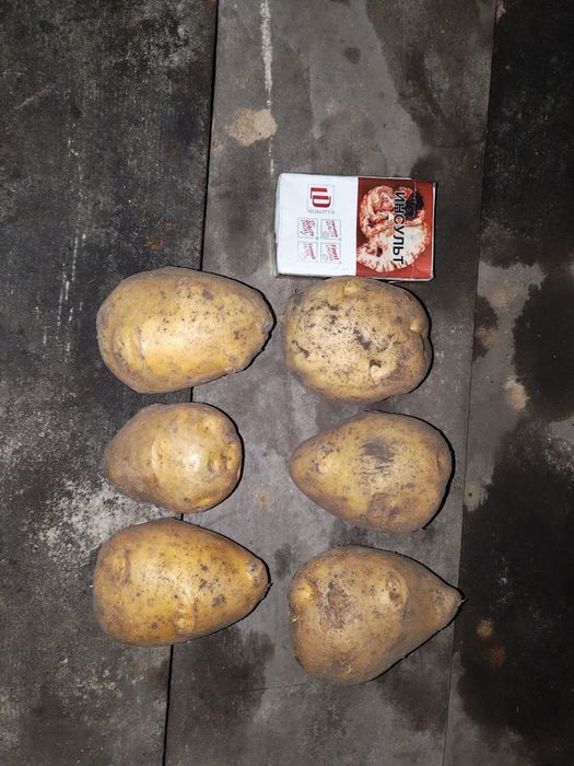 Картофель сорт Гала