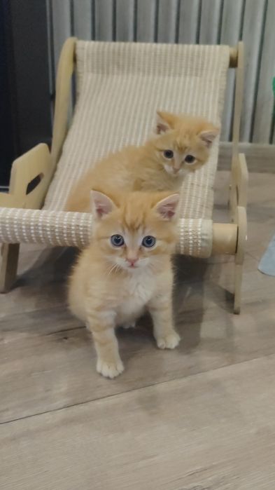 Отдам бесплатно котят