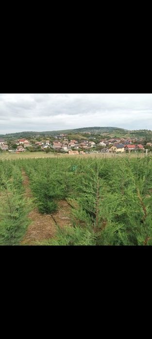Chiparos Leylandii,Laur Englezesc și Photinia Red Robin