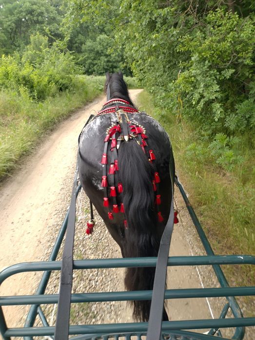 Vând iapa frizian originală 3 ani jumate, învățată atelaj și călărie