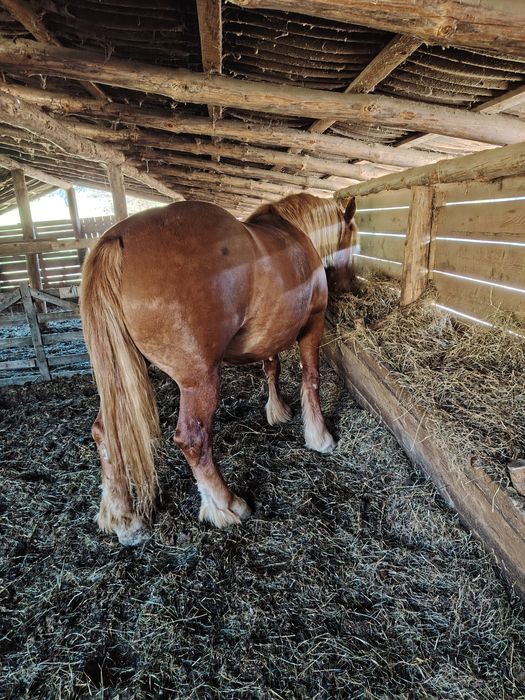 Mânjii și iapă de vânzare