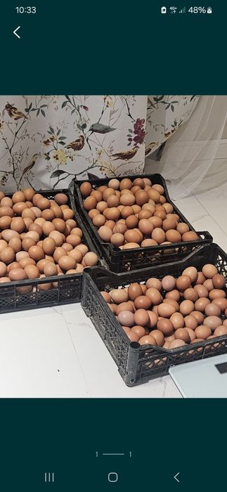 Продам домашние курсы ломан браун