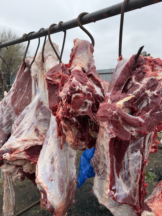 Мясо говядина откром домашнее