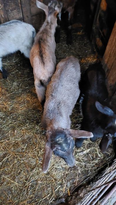 Iezi de vanzare pentru sarbatorile pascale