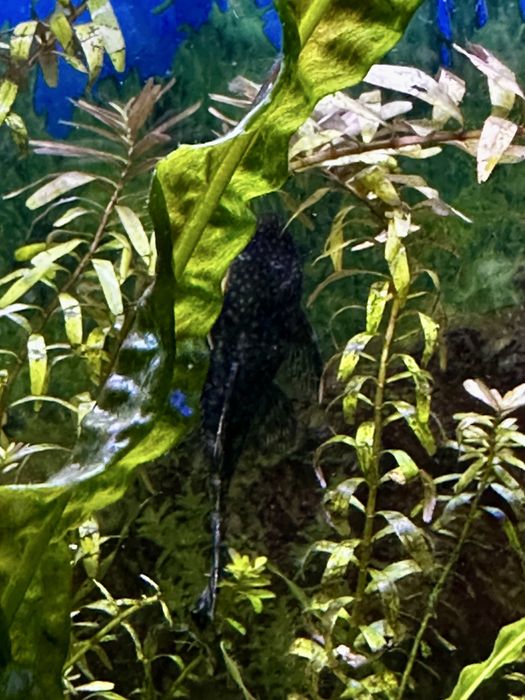 Анцитрусы светлые и темные