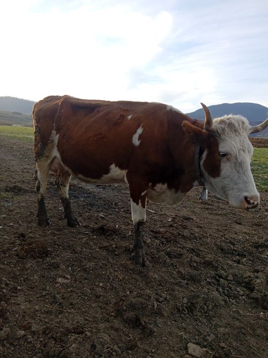 Vând vacă băltată Românească