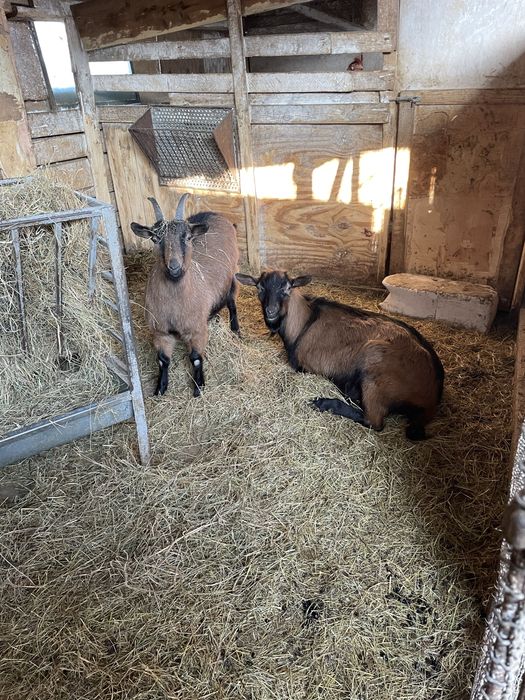 Vând Țap şi Ieduță gestantă de 1 an rasa Francez Alpin