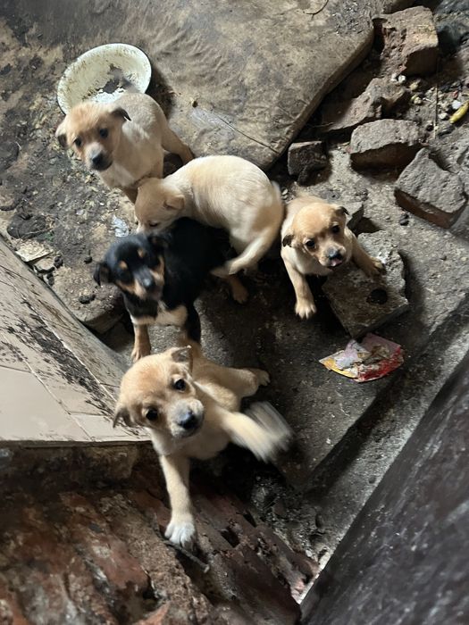 Кученца пинчери