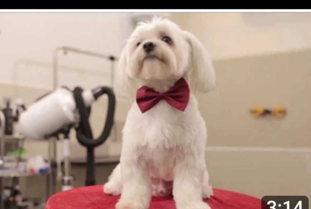 Frizerie canină ayșa