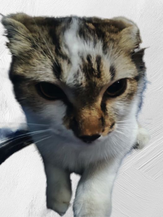 Отдам кота в добрые руки