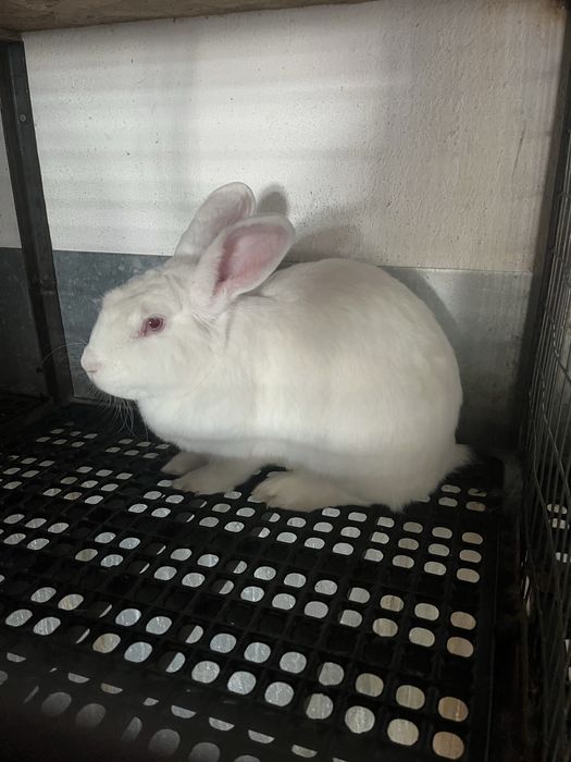 зайци за клане и разплод