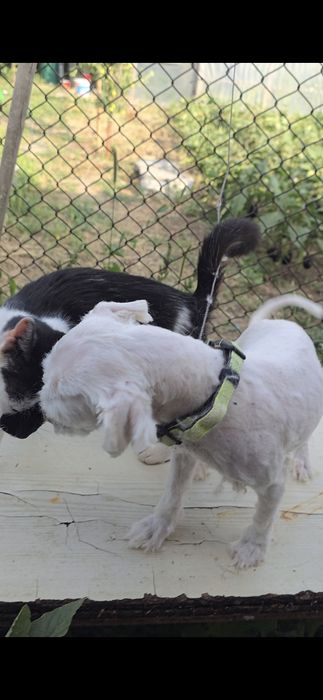 Bichon Maltez rasa pura