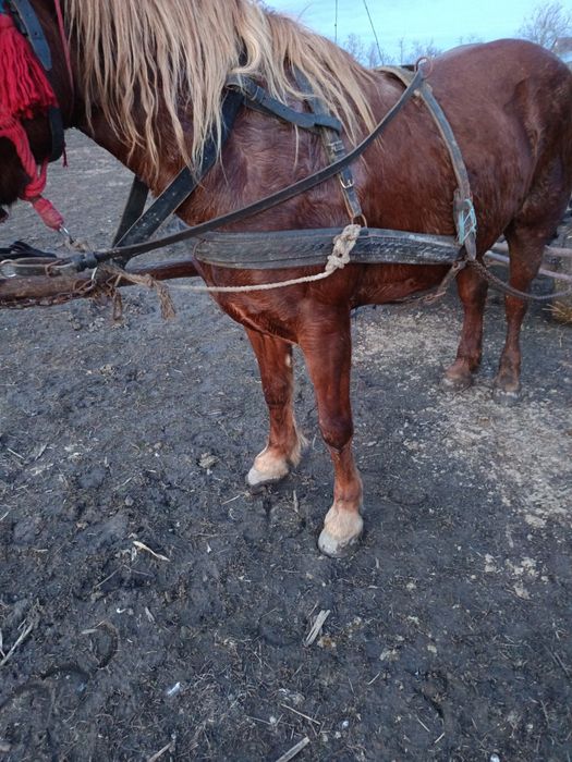 Vand iapă bună de căruță fără defecte mai multe detalii la Nr de telef