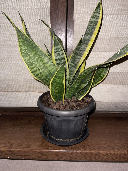 Сансеверия Комнатный цветок.