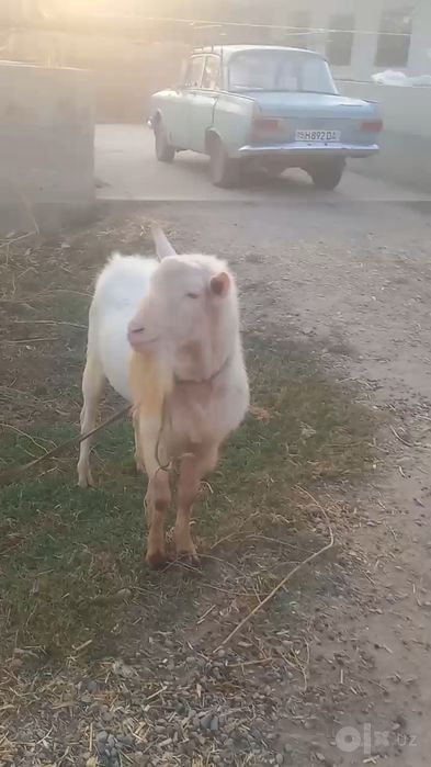 Avstraliya zotli oq taka erkak