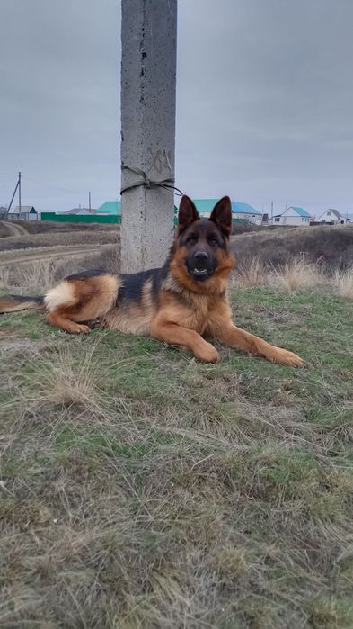 Вязка немецкая овчарка