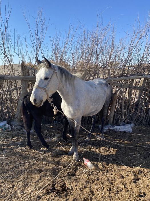 Арғымақтар