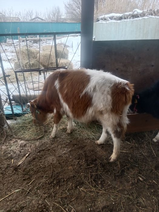 Баспақтар жабағы сатылады