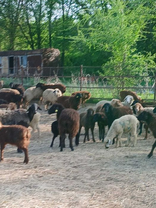 Овцематки с ягнятами