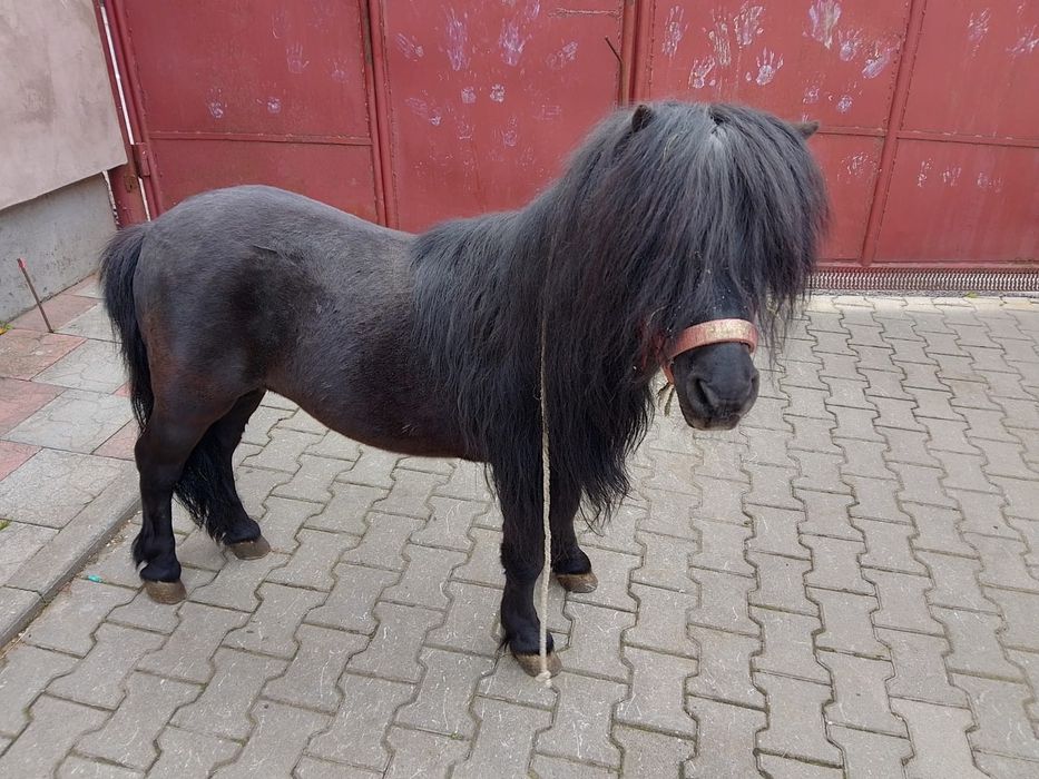 Vând ponei armăsar