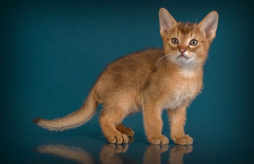 ЧАУЗИ с Документами и ТИТУЛАМИ