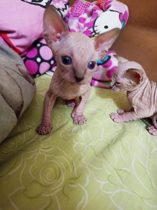 Продажа Сфинксов