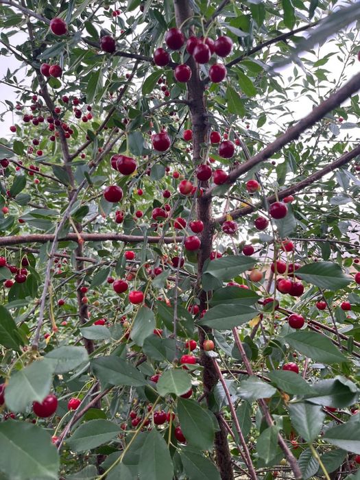 Продам дом в село Коянды