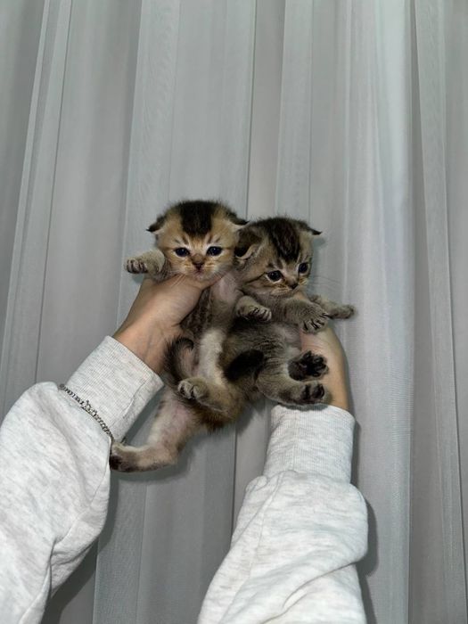 Мушукчалар