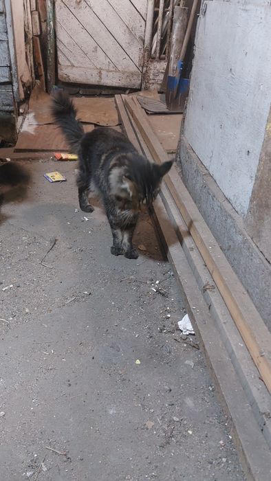 Кот мэйнкун вязка