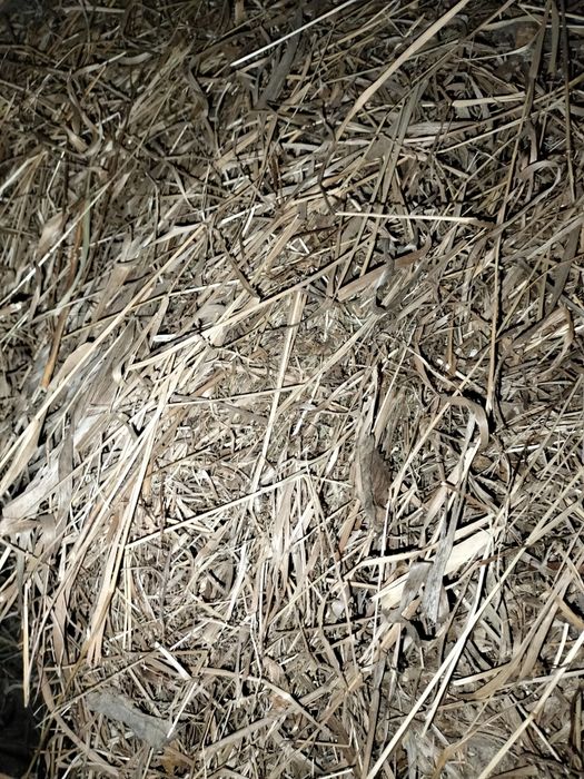 Сено луговое самовывоз