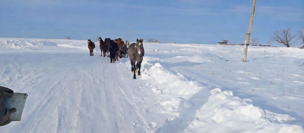 Продам жеребца, возраст 2 года.