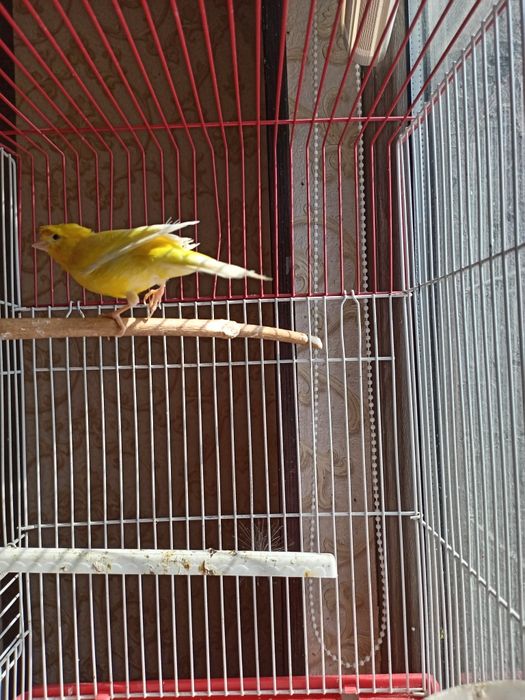 канарейка нар йошига толган йири куш