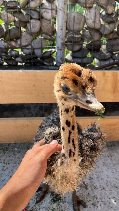 Pui de Struț negru african