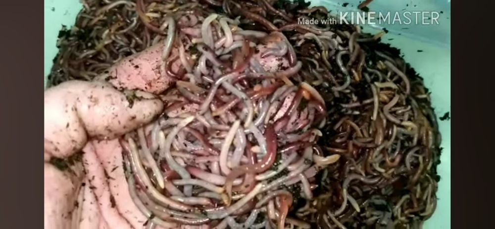 Земен червей за риболов жилав издържлив за мирни риби 20 25 броя черве