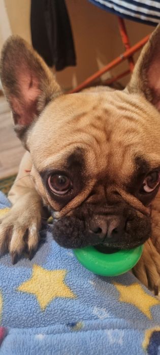 Французский бульдог