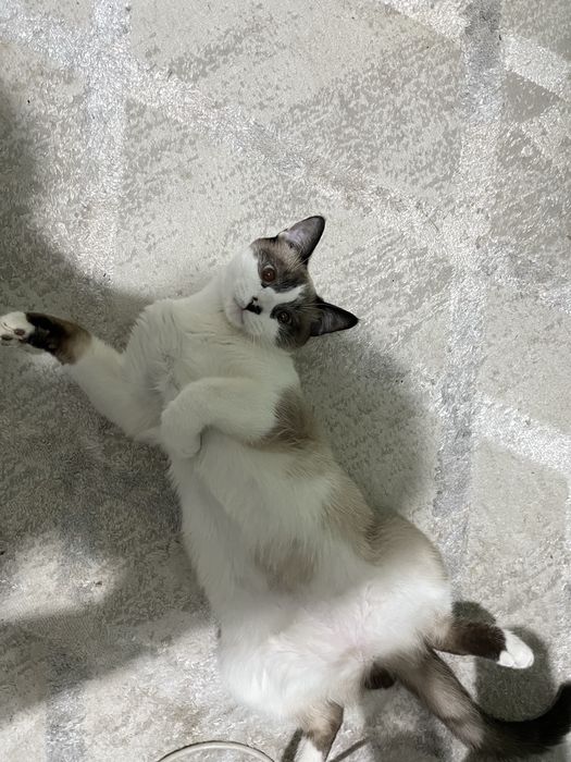 Котенок в добрые руки
