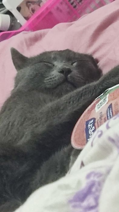 Отдам кота в хорошие руки