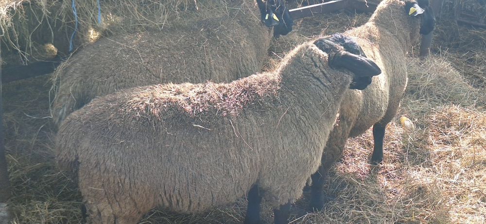 Berbecii  suffolk