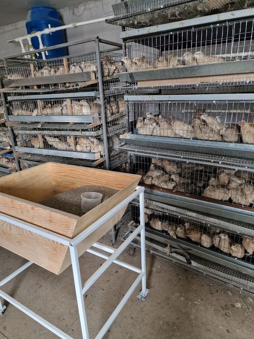 Клетка для перепел