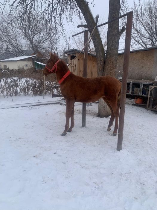 Тай лошадь урғашы