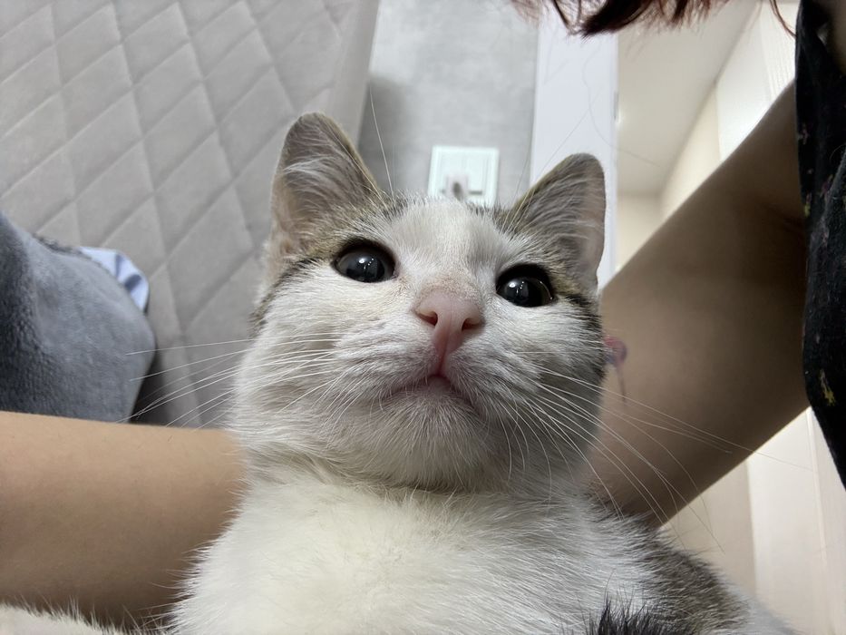 Котенок мальчик (4-5 мес)