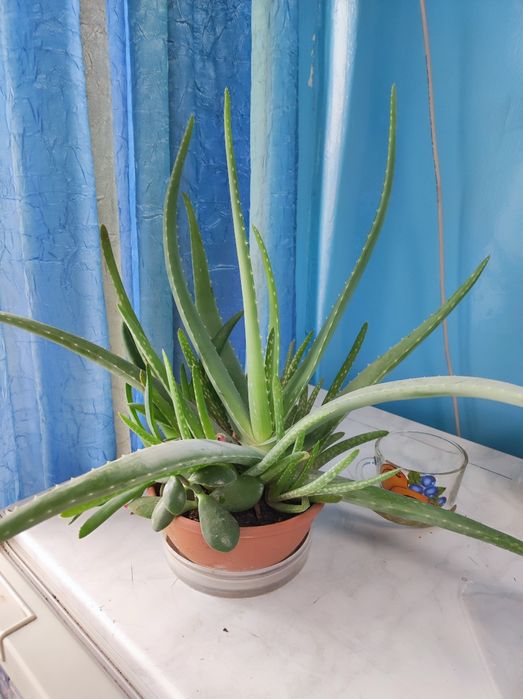 Многолетние Садовые цветы