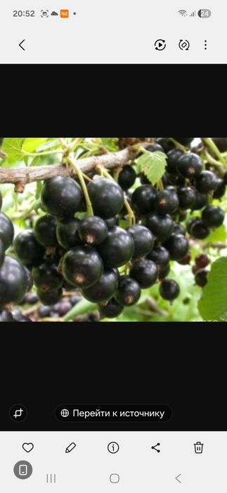 Продам черную смородину